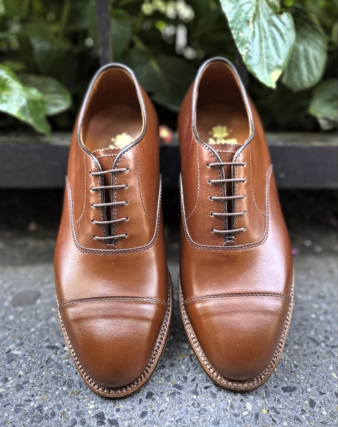 A pair of ALDEN SHOES D5310 - Straight Tip Oxford in Madison Brown Calf with dark laces sits side by side on a gray stone surface, green leafy plants in the background.